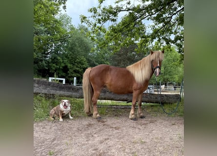 Islandpferd, Stute, 13 Jahre, 138 cm, Fuchs