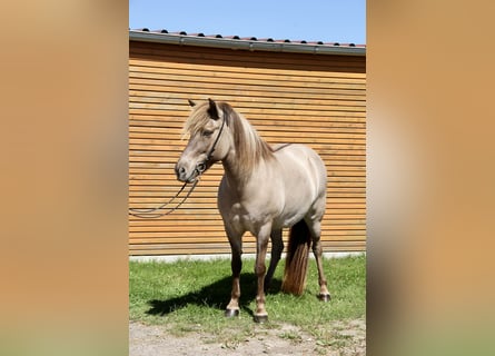 Islandpferd, Stute, 13 Jahre, 141 cm, Falbe