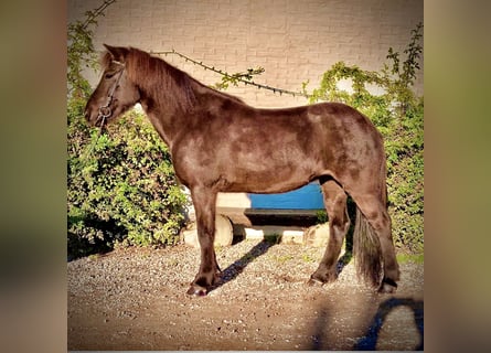 Islandpferd, Stute, 13 Jahre, 143 cm, Rappe