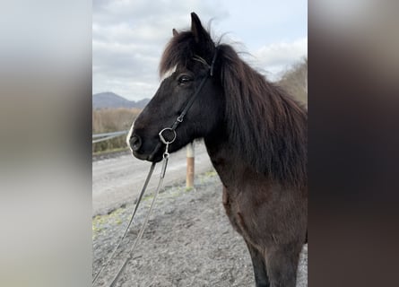 Islandpferd, Stute, 13 Jahre, 144 cm, Rappe