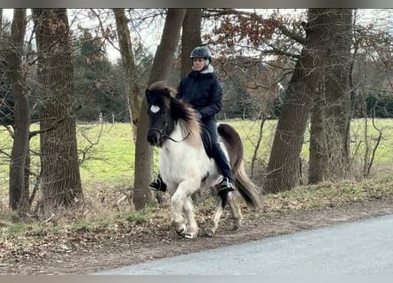 Islandpferd, Stute, 14 Jahre, 130 cm, Schecke