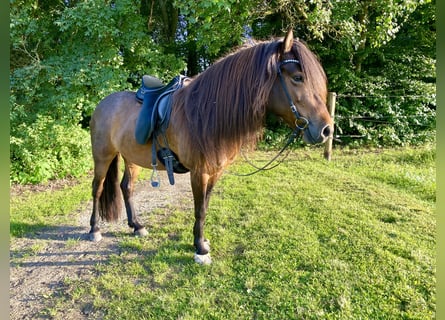 Islandpferd, Stute, 14 Jahre, 137 cm, Brauner