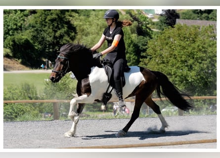 Islandpferd, Stute, 14 Jahre, 137 cm, Schecke