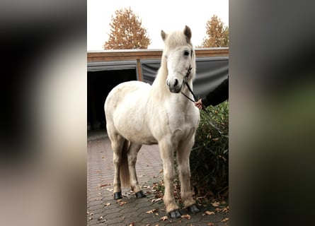 Islandpferd, Stute, 14 Jahre, 138 cm, Schimmel