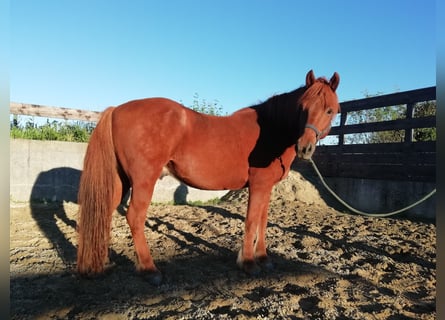 Islandpferd, Stute, 14 Jahre, 140 cm, Fuchs