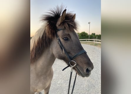 Islandpferd, Stute, 14 Jahre, Falbe