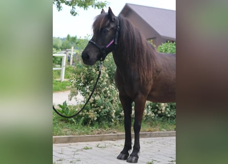 Islandpferd, Stute, 14 Jahre, Rappe