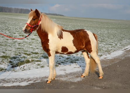 Islandpferd, Stute, 14 Jahre, Schecke