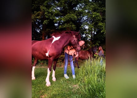 Islandpferd, Stute, 15 Jahre, 133 cm, Schecke
