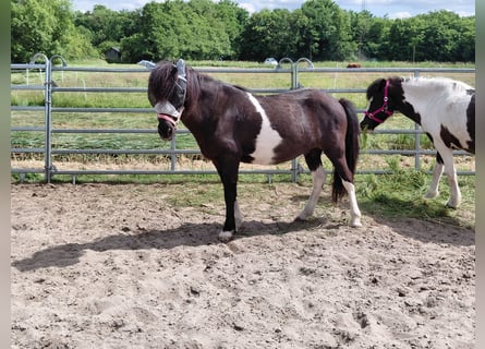 Islandpferd, Stute, 15 Jahre, 138 cm, Schecke
