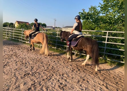Islandpferd, Stute, 15 Jahre, 138 cm, Schecke