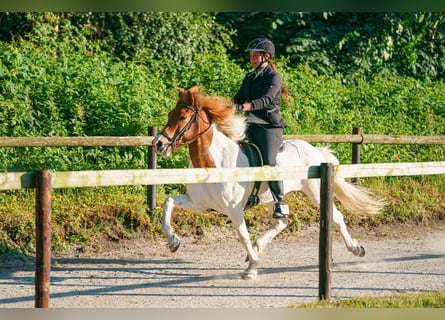 Islandpferd, Stute, 15 Jahre, 141 cm, Schecke