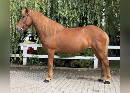 Islandpferd, Stute, 15 Jahre, 143 cm, Fuchs