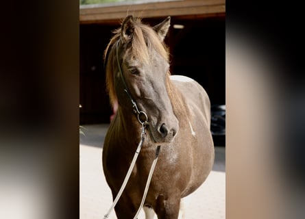 Islandpferd, Stute, 15 Jahre, 145 cm, Schecke