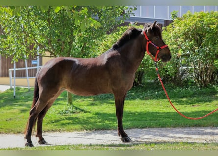 Islandpferd, Stute, 15 Jahre, Schwarzbrauner