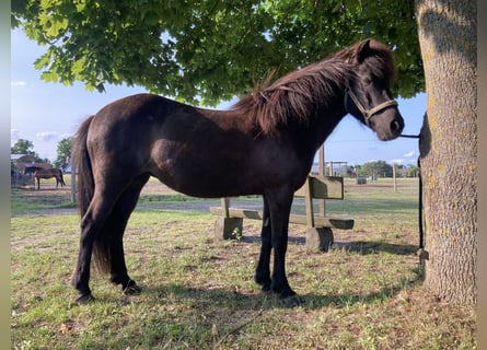 Islandpferd, Stute, 17 Jahre, 137 cm, Schwarzbrauner