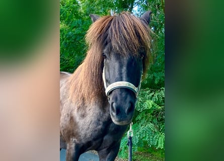 Islandpferd, Stute, 17 Jahre, 137 cm, Schwarzbrauner