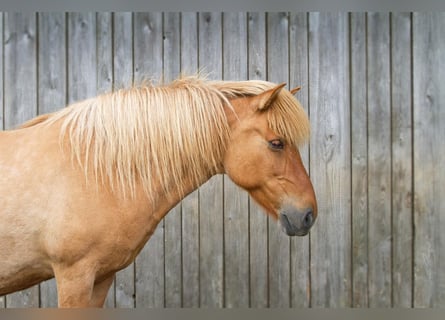 Islandpferd, Stute, 17 Jahre, Falbe