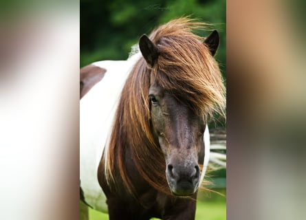 Islandpferd, Stute, 17 Jahre, Schecke
