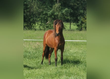 Islandpferd, Stute, 1 Jahr, 140 cm, Brauner