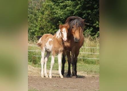 Islandpferd, Stute, 1 Jahr, 140 cm