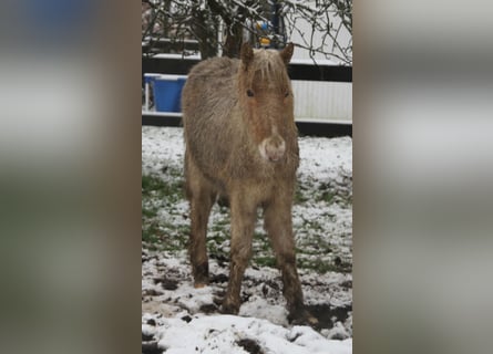 Islandpferd, Stute, 1 Jahr, 140 cm, Palomino