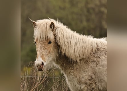 Islandpferd, Stute, 1 Jahr, 140 cm, Palomino