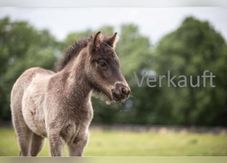 Islandpferd, Stute, 1 Jahr, 140 cm, Rappe