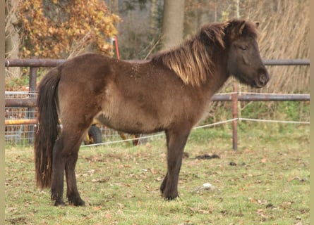 Islandpferd, Stute, 1 Jahr, 140 cm, Rappe