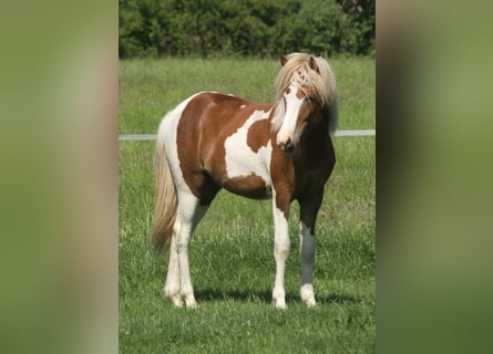 Islandpferd, Stute, 1 Jahr, 140 cm, Tobiano-alle-Farben
