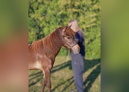 Islandpferd, Stute, 1 Jahr, Dunkelbrauner