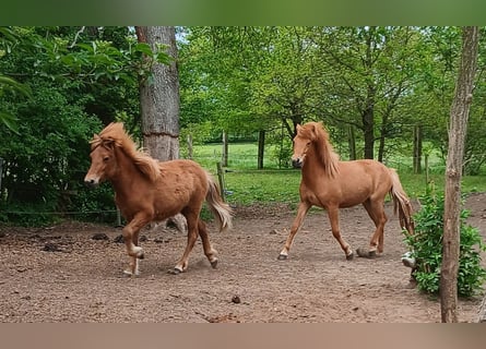 Islandpferd, Stute, 1 Jahr, Fuchs