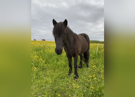Islandpferd, Stute, 20 Jahre, 138 cm, Rappe