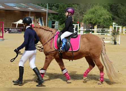 Islandpferd, Stute, 21 Jahre, 140 cm