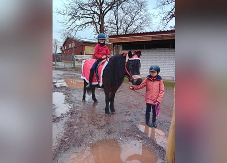 Islandpferd, Stute, 22 Jahre, 135 cm, Dunkelbrauner