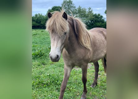Islandpferd, Stute, 2 Jahre, 138 cm