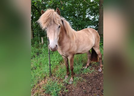 Islandpferd, Stute, 2 Jahre, 138 cm