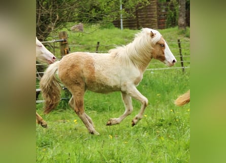 Islandpferd, Stute, 2 Jahre, 140 cm, Schecke
