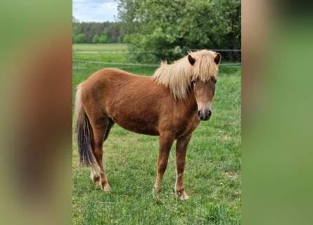 Islandpferd, Stute, 2 Jahre, 141 cm, Fuchs