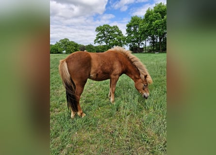 Islandpferd, Stute, 2 Jahre, 141 cm, Fuchs