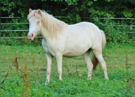 Islandpferd, Stute, 2 Jahre, Cremello