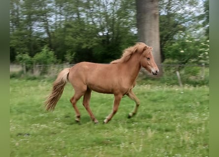 Islandpferd, Stute, 2 Jahre, Fuchs