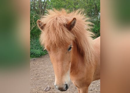 Islandpferd, Stute, 2 Jahre, Fuchs