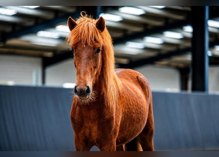 Islandpferd, Stute, 2 Jahre, Fuchs