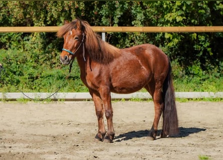 Islandpferd, Stute, 3 Jahre, 121 cm, Brauner