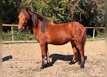 Islandpferd, Stute, 3 Jahre, 124 cm, Brauner