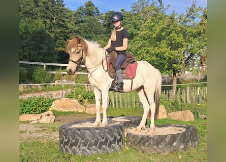 Islandpferd, Stute, 3 Jahre, 137 cm, Schecke