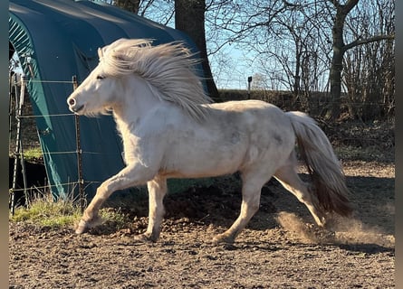 Islandpferd, Stute, 3 Jahre, 139 cm