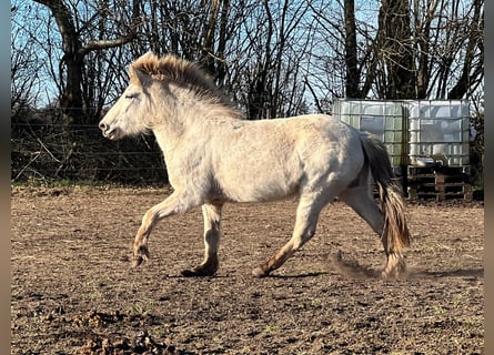 Islandpferd, Stute, 3 Jahre, 139 cm