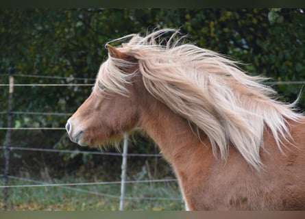 Islandpferd, Stute, 3 Jahre, 139 cm, Fuchs
